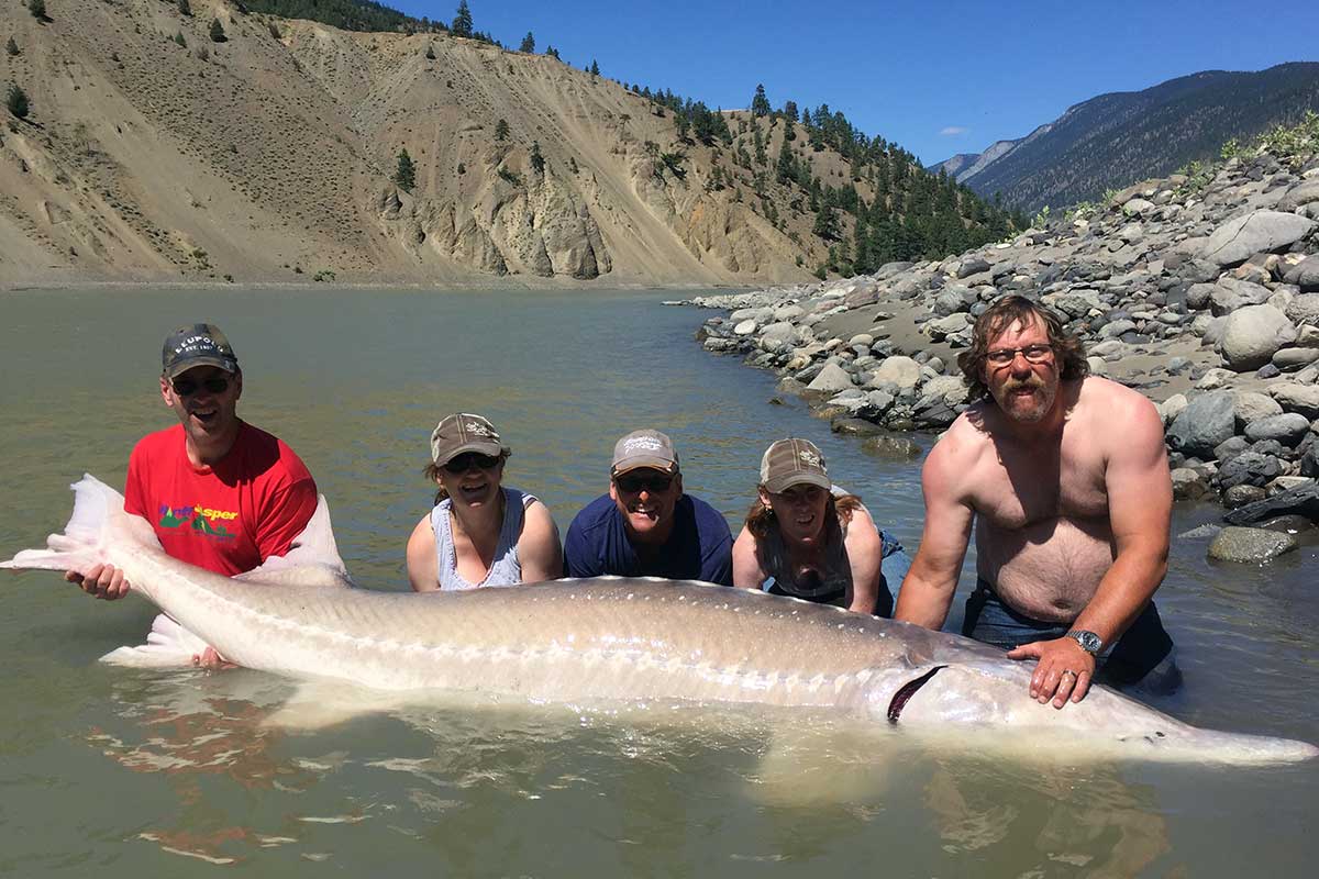 Sturgeon Fishing Bc | Sturgeon Fishing BC