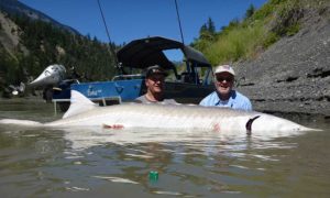 sturgeon fishing bc