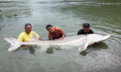 sturgeon fishing fraser river